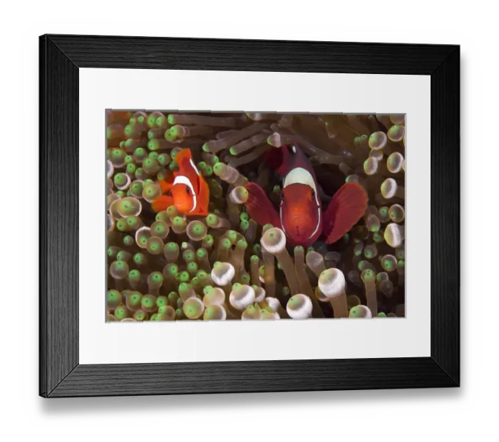 Framed Print : Indonesia, Raja Ampat. Two spinecheek anemonefish swim among anemone tentacles for protection Framed Print : Indonesia, Raja Ampat. Two spinecheek anemonefish swim among anemone tentacles for protection