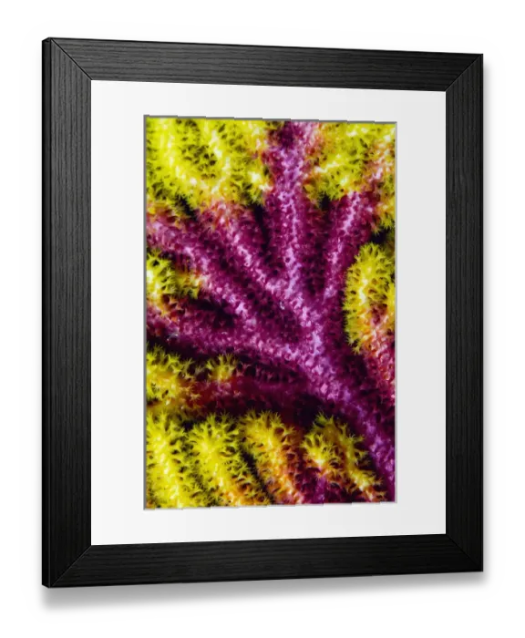 Framed Print : Indonesia, Raja Ampat, Misool. Detail of the multi-colored growth pattern of a sea fan coral