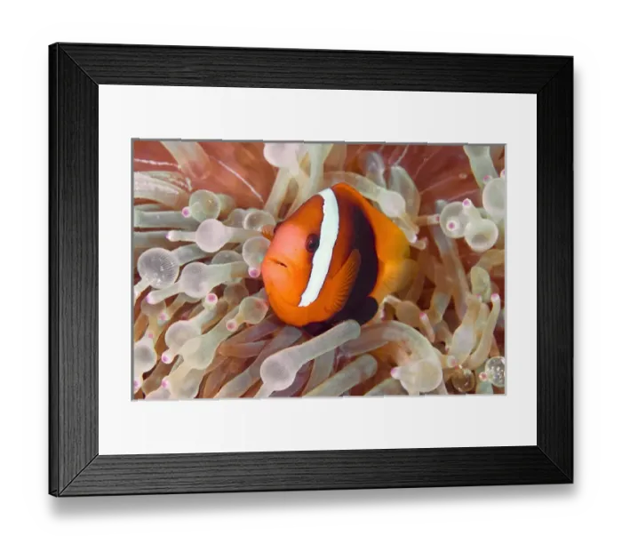 Framed Print : Indonesia, Raja Ampat. A dusky anemonefish swims among poisonous tentacles fro protection