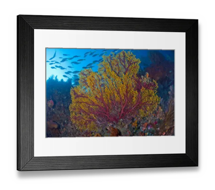 Framed Print : Indonesia, Raja Ampat. Colorful sea fan or gorgonian coral Framed Print : Indonesia, Raja Ampat. Colorful sea fan or gorgonian coral