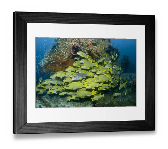 Framed Print : Indonesia, Raja Ampat. Schooling sweetlip fish swim past coral reef Framed Print : Indonesia, Raja Ampat. Schooling sweetlip fish swim past coral reef