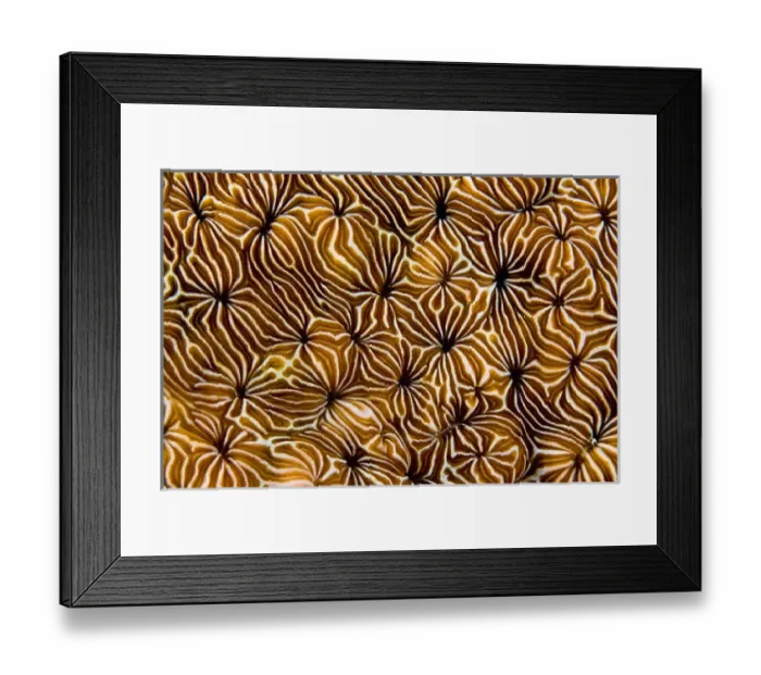 Framed Print : Indonesia, Raja Ampat. Abstract view of hard coral Framed Print : Indonesia, Raja Ampat. Abstract view of hard coral
