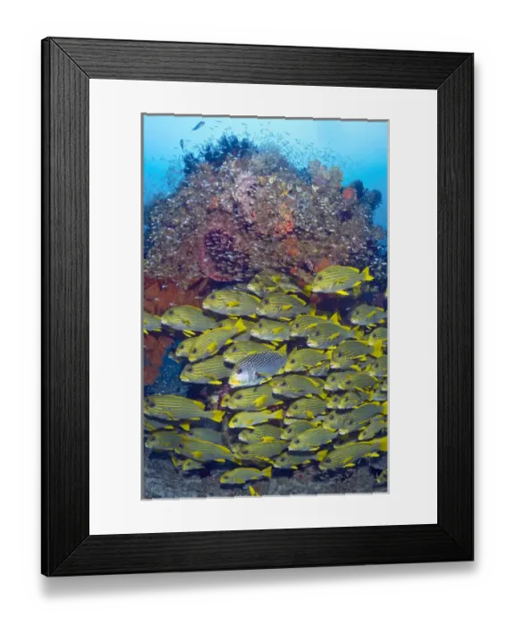 Framed Print : Indonesia, Raja Ampat. Schooling sweetlip fish swim past coral reef Framed Print : Indonesia, Raja Ampat. Schooling sweetlip fish swim past coral reef