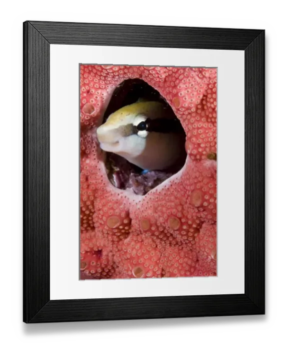Framed Print : Indonesia, Raja Ampat. Lance blenny fish peers out of hole in coral Framed Print : Indonesia, Raja Ampat. Lance blenny fish peers out of hole in coral
