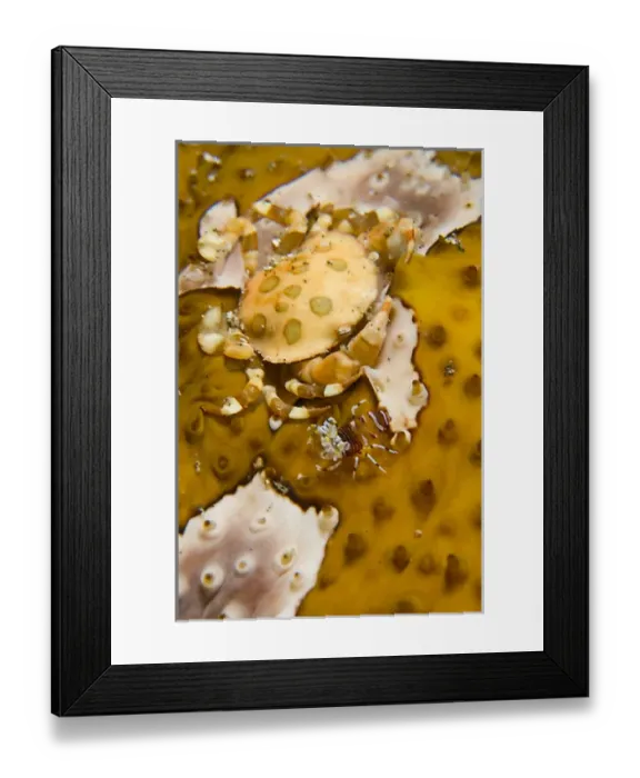 Framed Print : Indonesia, Sulawesi Island, Lembeh Strait Framed Print : Indonesia, Sulawesi Island, Lembeh Strait