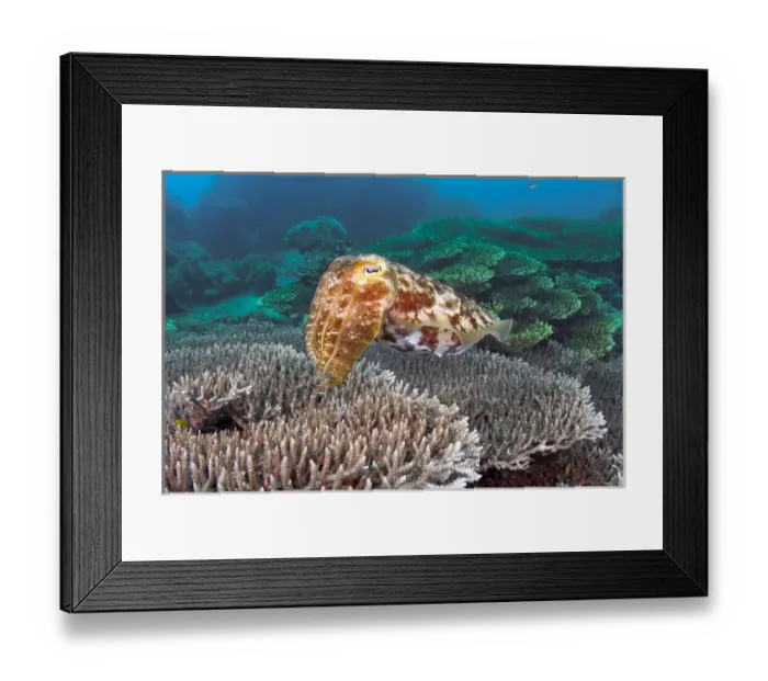 Framed Print : Indonesia, Sulawesi Island, Buyat Bay. A cuttlefish swims over hard coral. Credit as Framed Print : Indonesia, Sulawesi Island, Buyat Bay. A cuttlefish swims over hard coral. Credit as