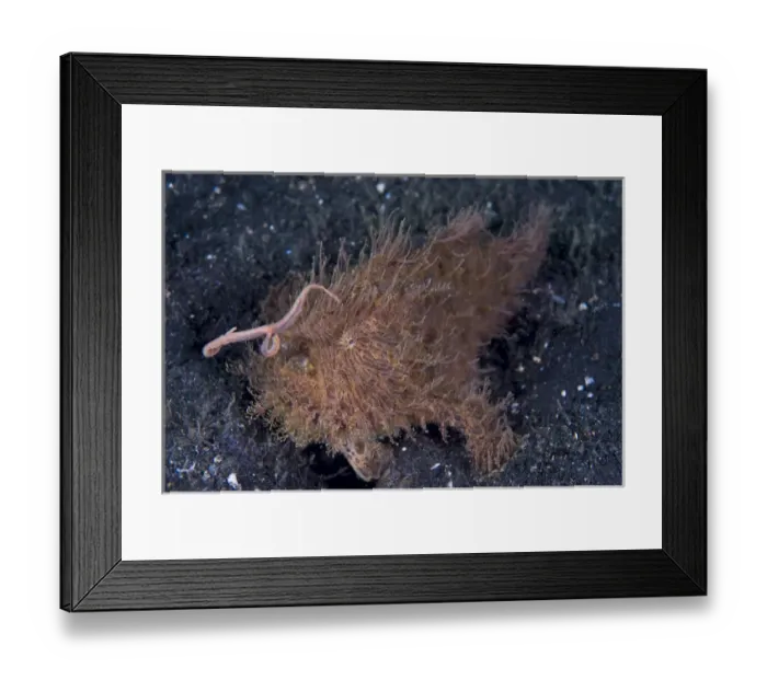 Framed Print : Indonesia, Sulawesi Island, Lembeh Strait