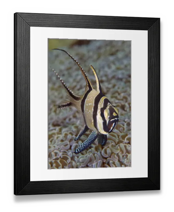 Framed Print : Indonesia, Sulawesi Island, Lembeh Strait. Close-up of Banggi cardinalfish. Credit as Framed Print : Indonesia, Sulawesi Island, Lembeh Strait. Close-up of Banggi cardinalfish. Credit as
