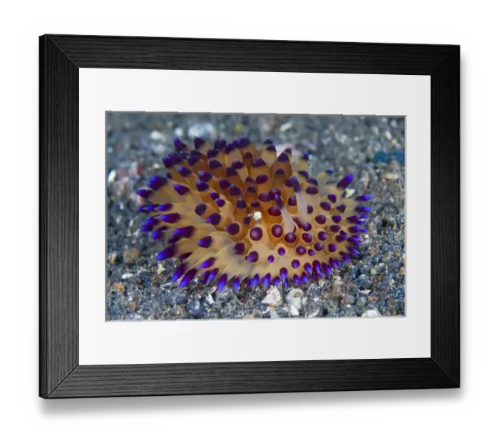 Framed Print : Indonesia, Sulawesi Island, Lembeh Strait
