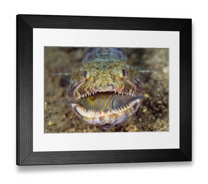 Framed Print : Indonesia, Sulawesi Island, Lembeh Strait Framed Print : Indonesia, Sulawesi Island, Lembeh Strait