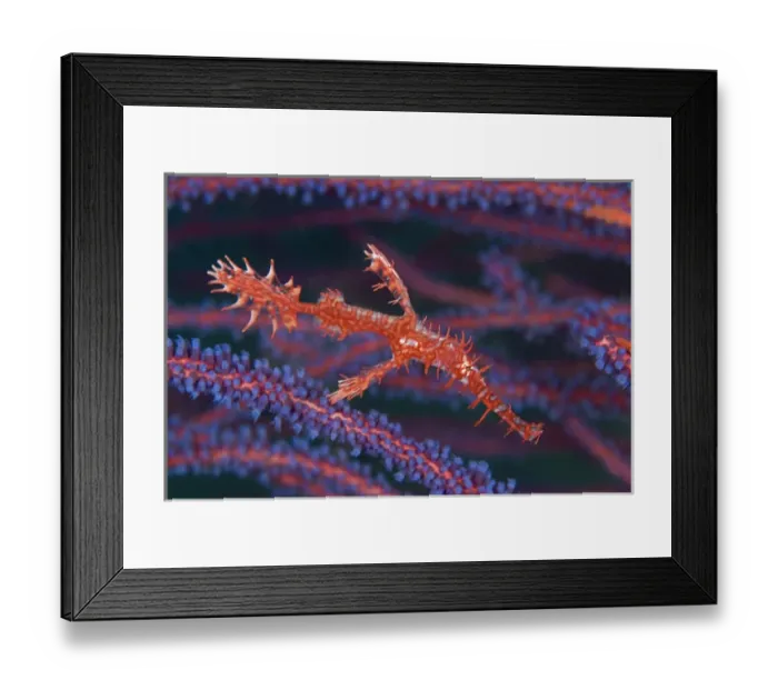Framed Print : Indonesia, Papua, Fak Fak, Triton Bay. A pipefish among sea whips Framed Print : Indonesia, Papua, Fak Fak, Triton Bay. A pipefish among sea whips