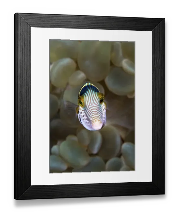 Framed Print : Indonesia, Ambon. Front close-up of pufferfish Framed Print : Indonesia, Ambon. Front close-up of pufferfish