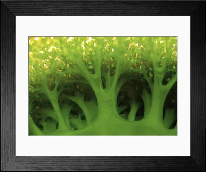 Framed Print : Indonesia, Sulawesi, Buyat. Detail of a large sea squirt Framed Print : Indonesia, Sulawesi, Buyat. Detail of a large sea squirt