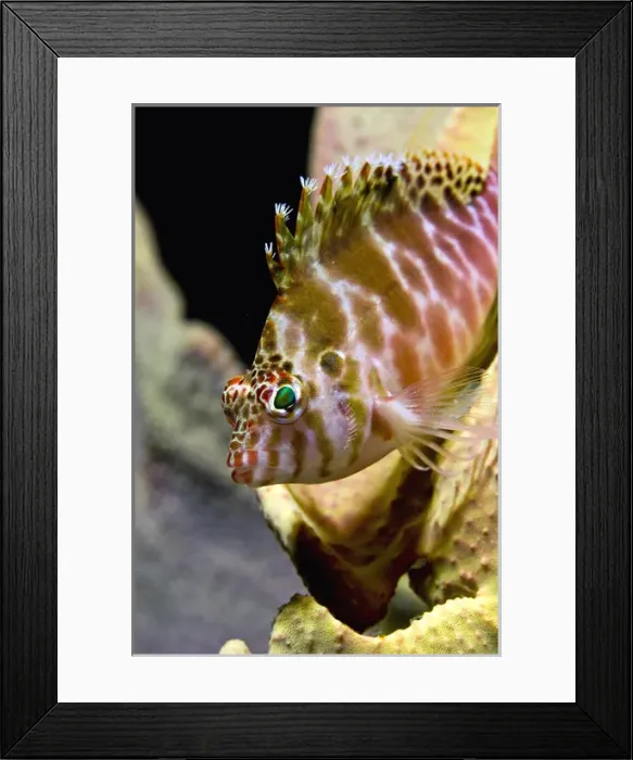 Framed Print : Indonesia, Ambon. Close-up of hawkfish among corals