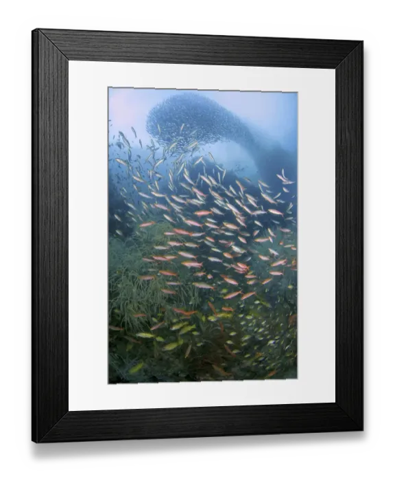 Framed Print : Indonesia, Papua, Fak Fak, Triton Bay. Baitfish swirl in the background while fusiliers Framed Print : Indonesia, Papua, Fak Fak, Triton Bay. Baitfish swirl in the background while fusiliers