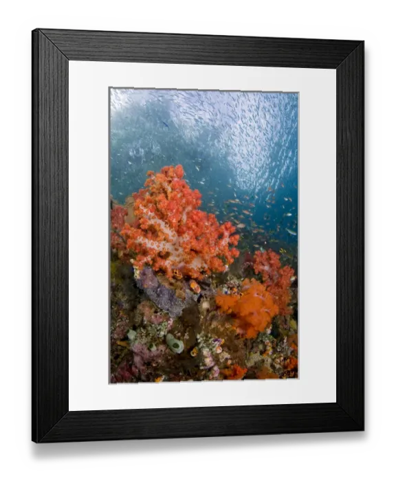 Framed Print : Indonesia, Papua, Triton Bay. Schooling fish swim past colorful corals. Credit as Framed Print : Indonesia, Papua, Triton Bay. Schooling fish swim past colorful corals. Credit as
