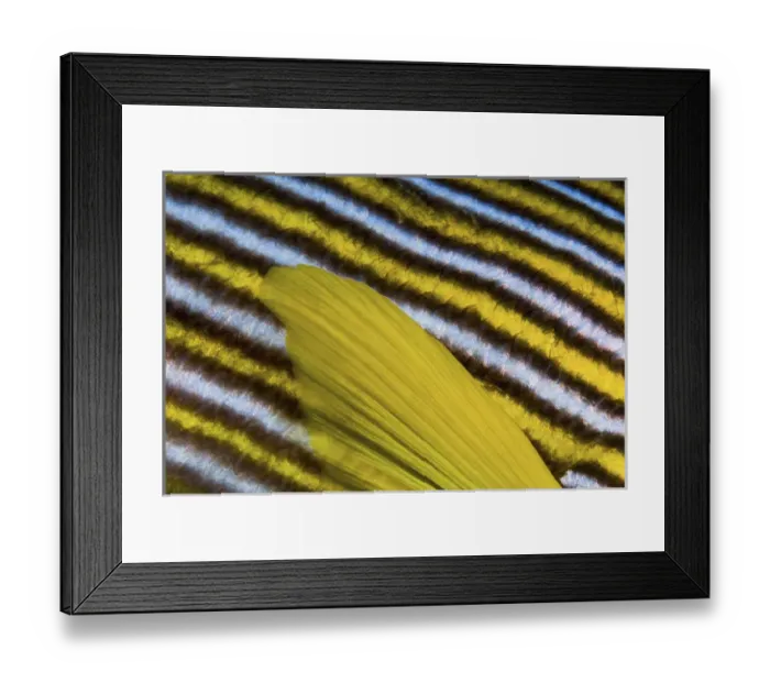 Framed Print : Indonesia, Papua, Fak Fak, Triton Bay. Close-up of sweetlip fin and scales. Credit as Framed Print : Indonesia, Papua, Fak Fak, Triton Bay. Close-up of sweetlip fin and scales. Credit as