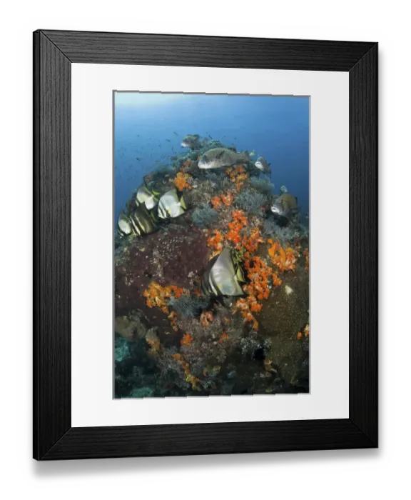 Framed Print : Indonesia, Komodo National Park, Tatawa Besar. Fish swim around coral. Credit as Framed Print : Indonesia, Komodo National Park, Tatawa Besar. Fish swim around coral. Credit as