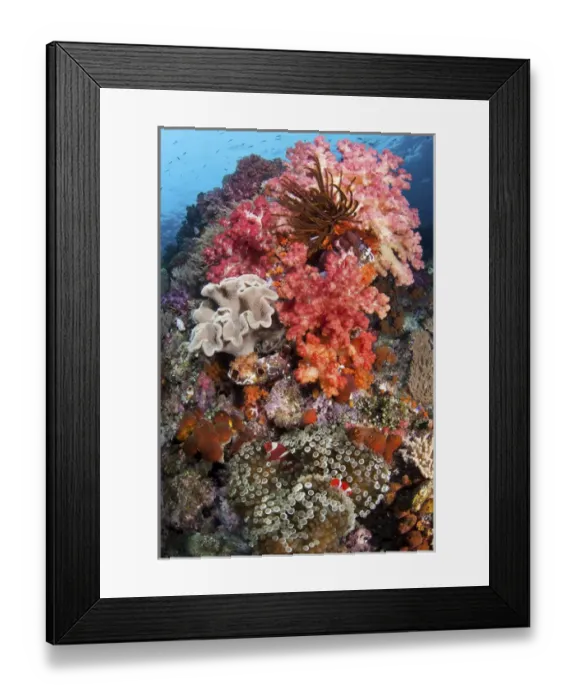 Framed Print : Indonesia, Papua, Raja Ampat, SE Misool. Underwater scenic of fish and coral. Credit as Framed Print : Indonesia, Papua, Raja Ampat, SE Misool. Underwater scenic of fish and coral. Credit as