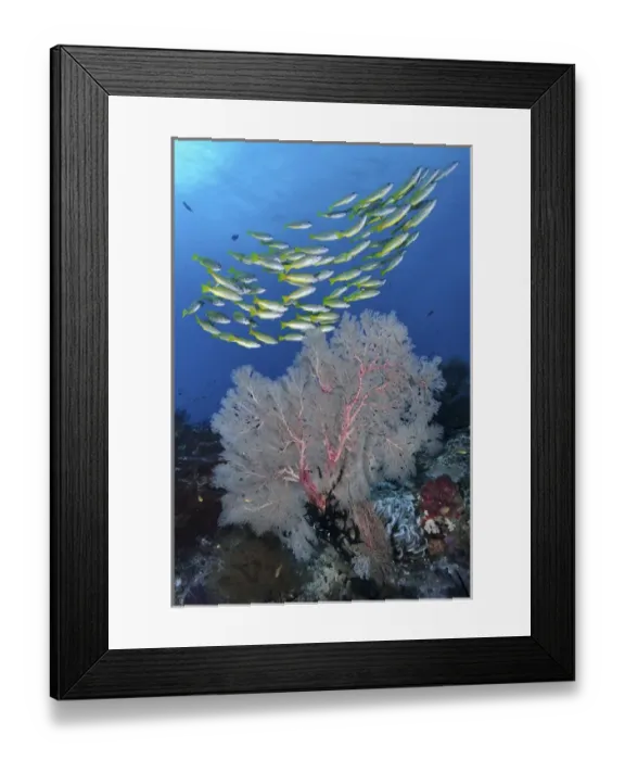 Framed Print : Indonesia, Papua, Raja Ampat, SE Misool. Underwater scenic of fish and coral. Credit as