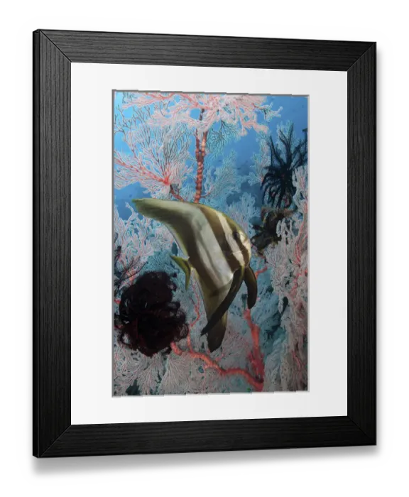 Framed Print : Indonesia, Papua, Raja Ampat, SE Misool. Underwater scenic of fish and coral. Credit as Framed Print : Indonesia, Papua, Raja Ampat, SE Misool. Underwater scenic of fish and coral. Credit as
