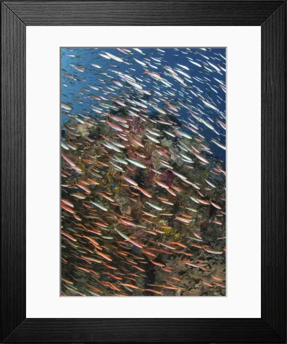 Framed Print : Indonesia, Papua, Raja Ampat. Underwater scenic of fish and coral Framed Print : Indonesia, Papua, Raja Ampat. Underwater scenic of fish and coral