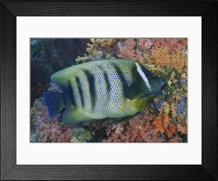 Framed Print : Indonesia, Papua, Raja Ampat. Underwater scenic of fish and coral