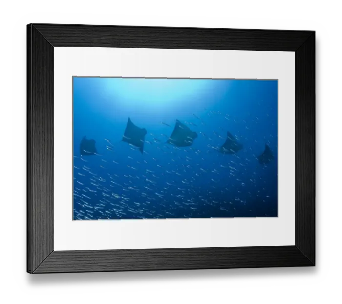 Framed Print : Indonesia, Papua, Raja Ampat. Five rays swim past baitfish