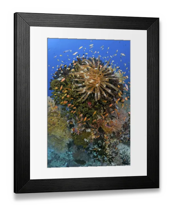 Framed Print : Indonesia, Papua, Raja Ampat. Feather star crinoid atop a reef outcrop. Credit as