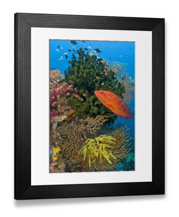 Framed Print : Indonesia, Papua, Raja Ampat. Coral trout swims past reef Framed Print : Indonesia, Papua, Raja Ampat. Coral trout swims past reef