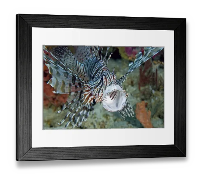 Framed Print : Indonesia, Papua, Raja Ampat. Frontal close-up of poisonous scorpionfish yawning