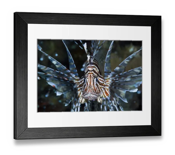 Framed Print : Indonesia, Papua, Raja Ampat. Frontal close-up of poisonous scorpionfish. Credit as