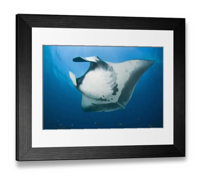 Framed Print : Indonesia, Papua, Raja Ampat. Close-up of manta rays underside Framed Print : Indonesia, Papua, Raja Ampat. Close-up of manta rays underside