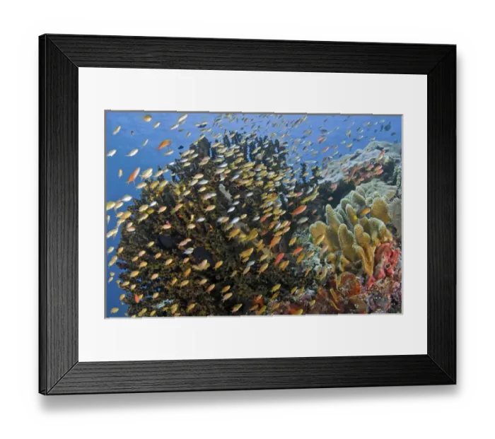 Framed Print : Indonesia, Papua, Raja Ampat. Schooling fish swim past reef corals Framed Print : Indonesia, Papua, Raja Ampat. Schooling fish swim past reef corals