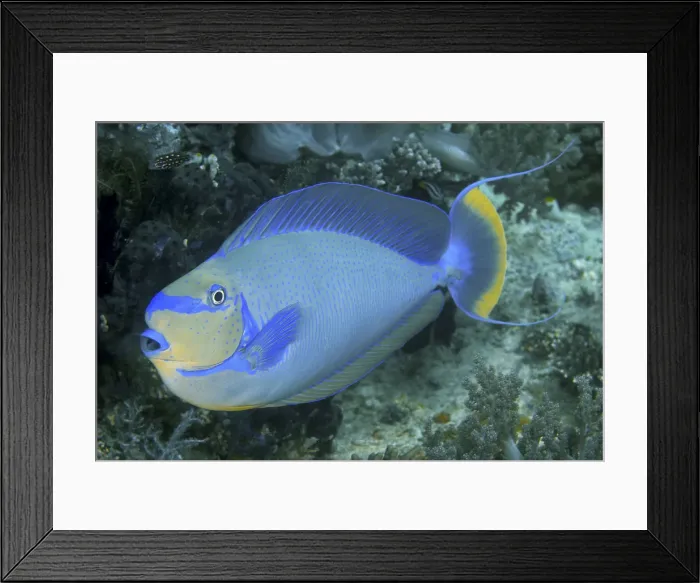 Framed Print : Indonesia, Papua, Raja Ampat. Close-up of colorful surgeonfish