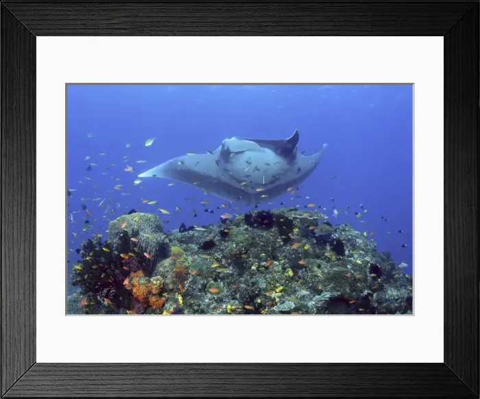 Framed Print : Indonesia, Papua, Raja Ampat. Manta ray glides over reef