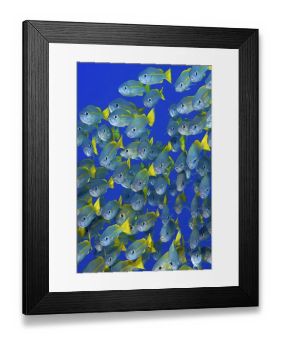 Framed Print : Indonesia, Papua, Raja Ampat. Front fiew of schooling snapper fish