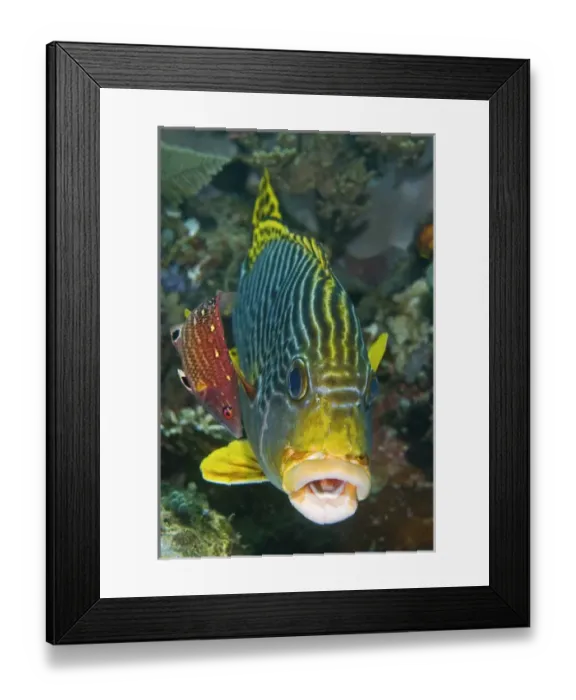 Framed Print : Indonesia, Papua, Raja Ampat. A lined sweetlip fish is being cleaned by a red- fin wrasse