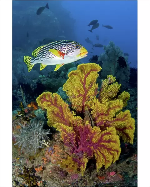 Indonesia, Papua, Raja Ampat. Sweetlip fish swims over sea fan