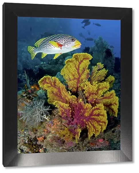 Indonesia, Papua, Raja Ampat. Sweetlip fish swims over sea fan