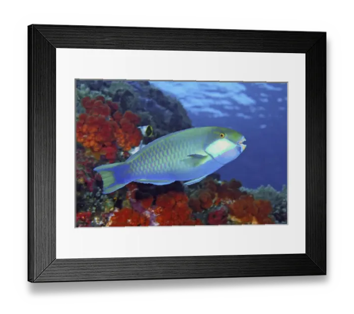 Framed Print : Indonesia, Papua, Raja Ampat. Close-up of parrotfish Framed Print : Indonesia, Papua, Raja Ampat. Close-up of parrotfish