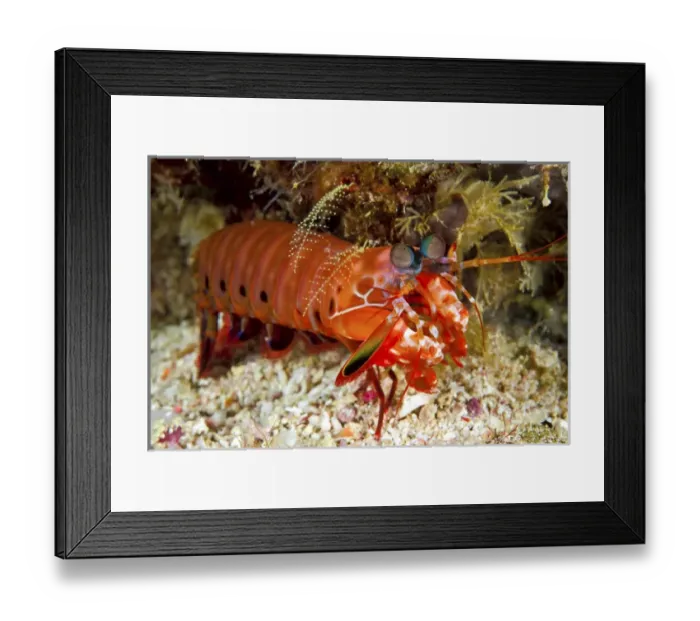 Framed Print : Indonesia, Papua, Raja Ampat. Close-up of shrimp on ocean floor