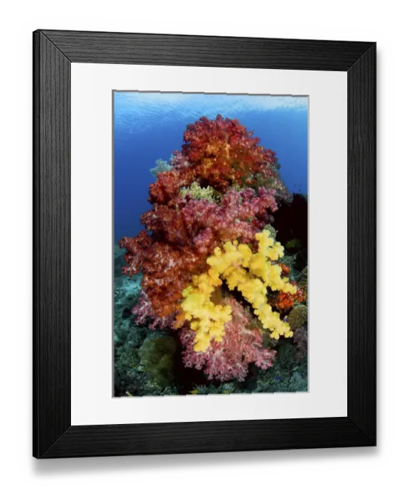 Framed Print : Indonesia, Papua, Raja Ampat. Colorful soft corals on reef Framed Print : Indonesia, Papua, Raja Ampat. Colorful soft corals on reef