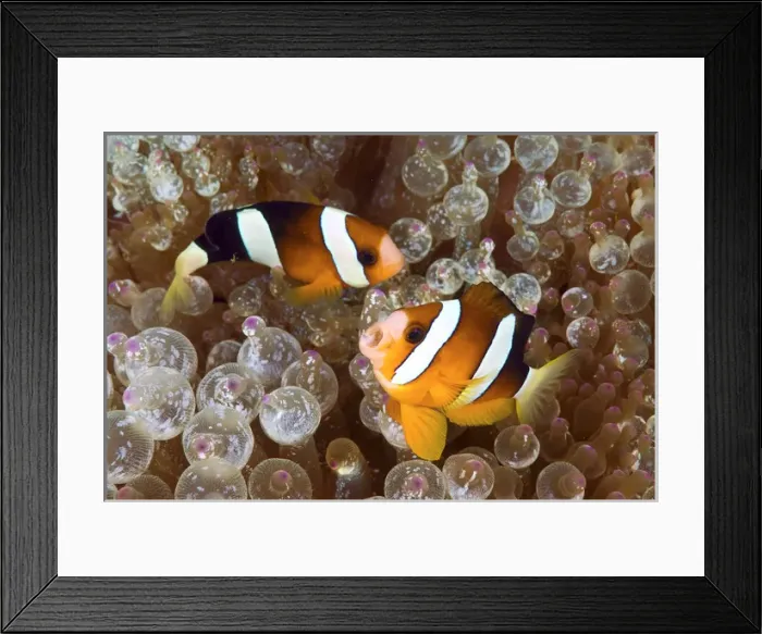 Framed Print : Indonesia, Papua, Raja Ampat. Two anemonefish swim among poisonous anemone for protection Framed Print : Indonesia, Papua, Raja Ampat. Two anemonefish swim among poisonous anemone for protection
