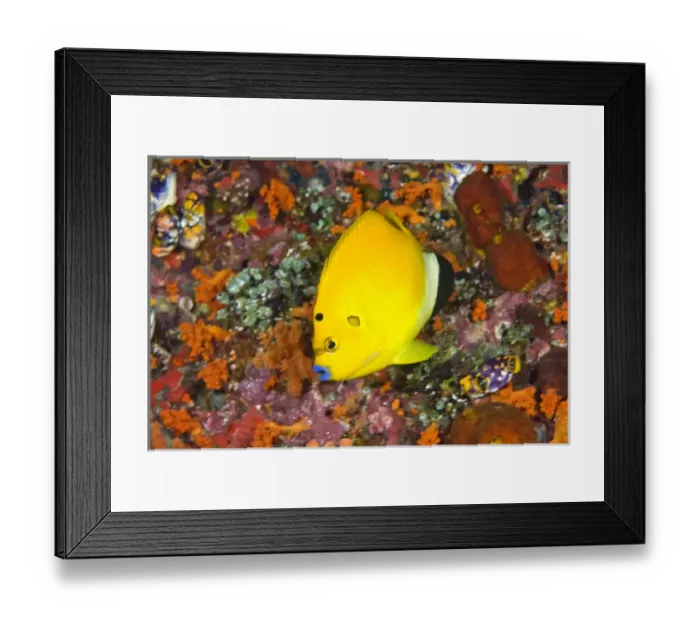 Framed Print : Indonesia, Papua, Raja Ampat. Close-up of angelfish Framed Print : Indonesia, Papua, Raja Ampat. Close-up of angelfish