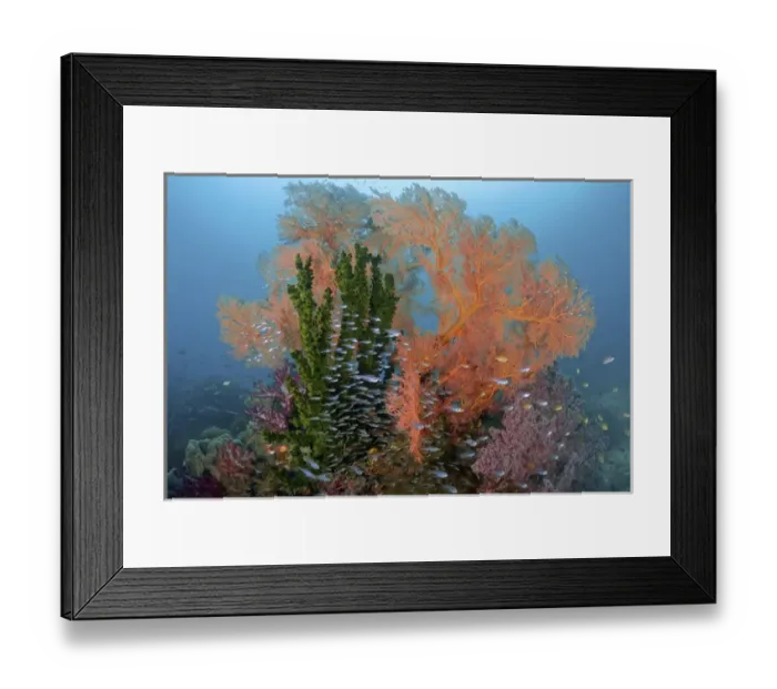 Framed Print : Indonesia, Papua, Raja Ampat. Colorful reef scenic Framed Print : Indonesia, Papua, Raja Ampat. Colorful reef scenic