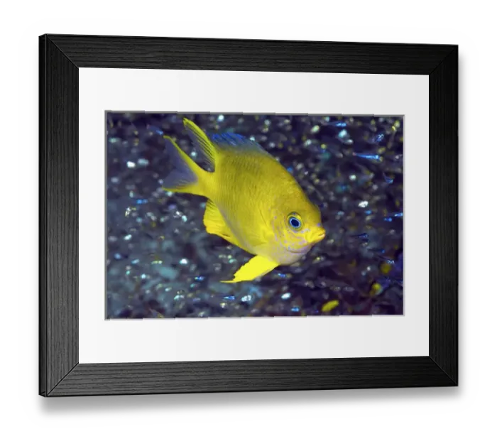 Framed Print : Indonesia, Papua, Raja Ampat. Yellow damselfish surrounded by a jewel-like species of baitfish Framed Print : Indonesia, Papua, Raja Ampat. Yellow damselfish surrounded by a jewel-like species of baitfish
