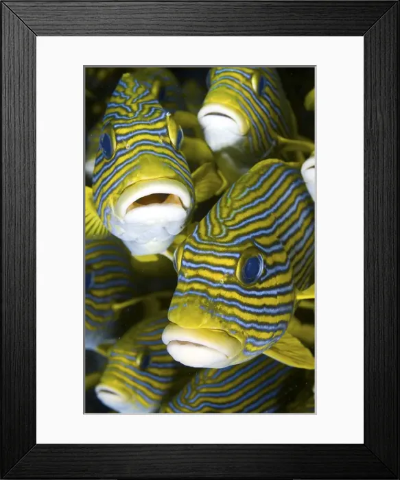 Framed Print : Indonesia, Papua, Raja Ampat. Close-up of schooling sweetlip fish