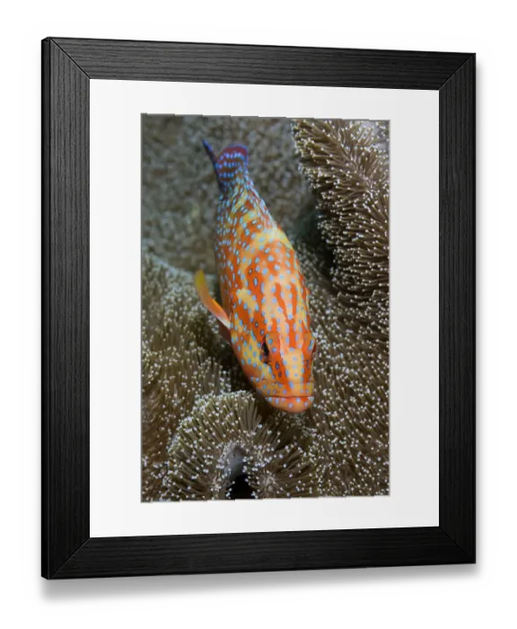 Framed Print : Indonesia, Papua, Raja Ampat. Close-up of colorful coral trout or grouper. Credit as