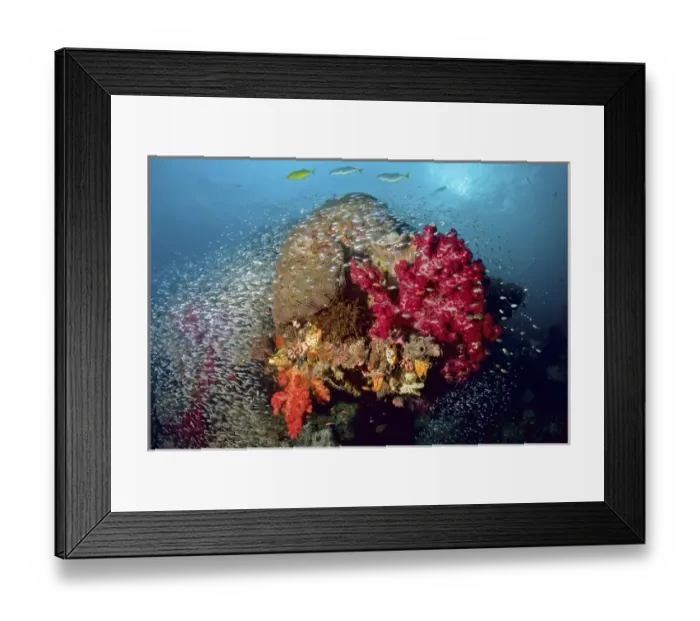 Framed Print : Indonesia, Papua, Raja Ampat. Colorful reef scenic Framed Print : Indonesia, Papua, Raja Ampat. Colorful reef scenic